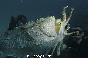 A cuttlefish attacking a diver. Or at least it looks like... by Benny Frick 